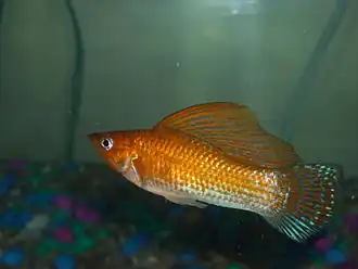 Poecilia velifera