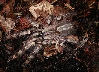 Description de l'image Poecilotheria vittata.jpg.