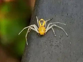 Description de l'image Poecilothomisus speciosus 0513.jpg.