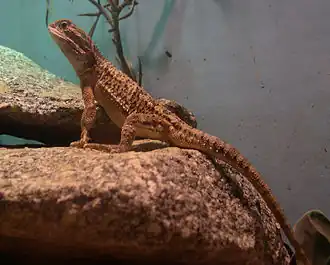 Description de l'image Pogona henrylawsoni.jpg.