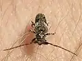 Pogonocherus fasciculatus  (De Geer, 1775)