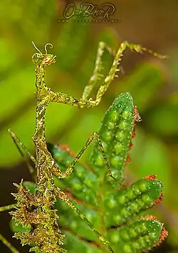 Mante Pogonogaster tristani&nbsp;(es).