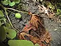 Fruit du podophylle pelté.