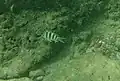 Poisson-bagnard