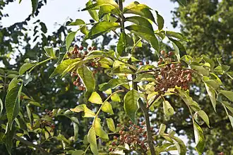 Fruits et feuilles.
