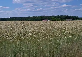 Wólka Szelężna