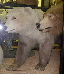 Grolar au muséum d'Histoire naturelle de Tring (Royaume-Uni).