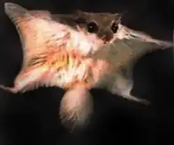 Polatouche de Sibérie