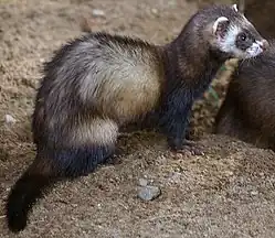 Putois (Mustela putorius putorius).