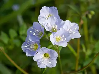 Description de l'image Polemonium reptans 2009.jpg.