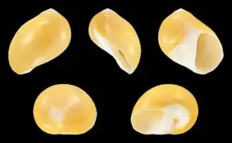 Polinices aurantius
