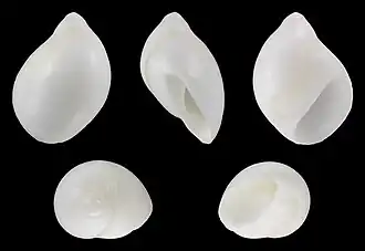 Polinices tumidus