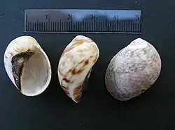 Mammilla simiae
