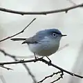 ♂