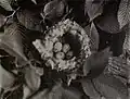 Nid
