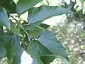 Poliothyrsis sinensis : feuilles.