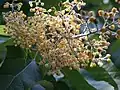 Poliothyrsis sinensis : inflorescence.