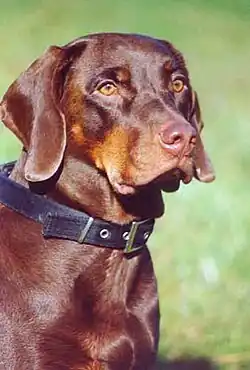 Portrait d'un chien courant polonais marron et feu.