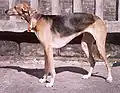 Lévrier polonais lors d'une exposition canine à Katowice, en Pologne.
