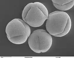 Pollen de ricin commun.