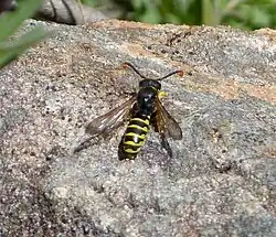 Ceramius sp.