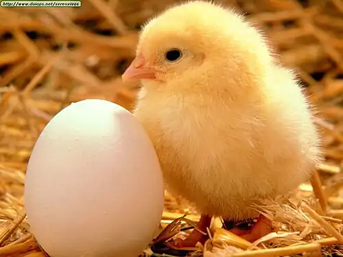 Un poussin au côté d'un œuf de poule.