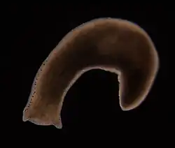Polycelis felina, un Planariidae