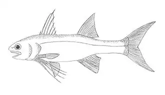 Polydactylus quadrifilis