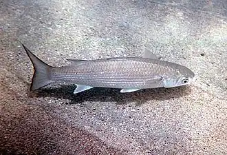 Polydactylus sexfilis
