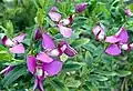 Polygala myrtifolia.