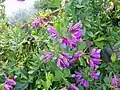 Polygala myrtifolia.