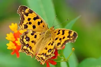 Polygonia c-aureum
