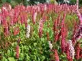 Polygonum affine