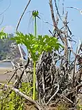 Arrow-root de Tahiti (Parc national de Bako, Malaisie)