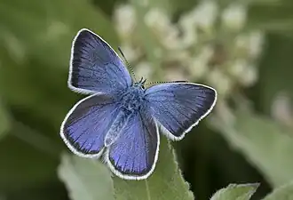 Mâle.
