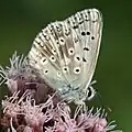 argus bleu nacré