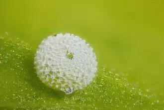 Œuf.