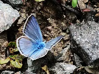 Description de l'image Polyommatus iphigenia - Chelmos Blue, Erzurum 2012-07-02 01-2.jpg.