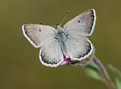 Agriades dardanus