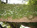 Vert