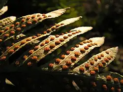 Sores arrondis du polypode commun Polypodium vulgare.