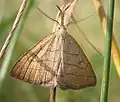 Polypogon tentacularia(Herminiinae)