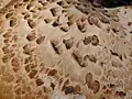 Cuticule squameuse(Polyporus squamosus)