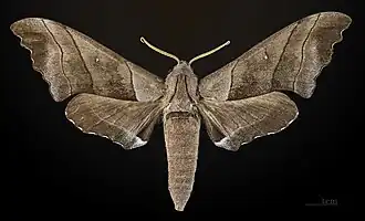 Polyptychus trilineatus, mâle, face dorsale, Muséum d'Histoire Naturelle de Toulouse (MHNT)