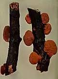 petits sporophores