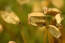 Capsules de Polytrichum commune, à quatre angles. Ici la coiffe et l'opercule sont tombées.