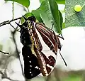 Polyura clitarchus femelle pondant sur la plante hôte des chenilles, Rhamnella vitiensis, avec œuf en insert