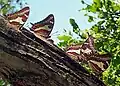 Rassemblement de mâles et de femelles sur un tronc d'Acacia spirorbis dont la sève suinte.
