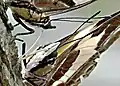 Polyura clitarchus mâle et femelle aspirant la sève fermentée trompe contre trompe