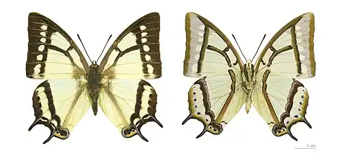 Polyura narcaeus - Muséum de Toulouse.